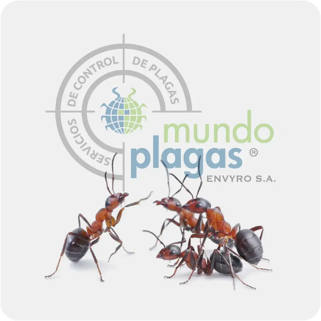 Control de Hormigas