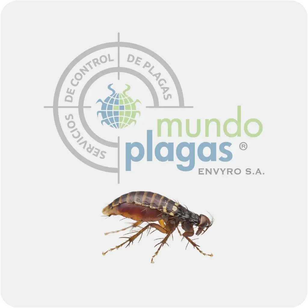 Control de Pulgas