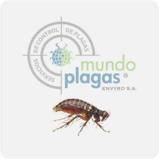 [3000P] Control de Pulgas